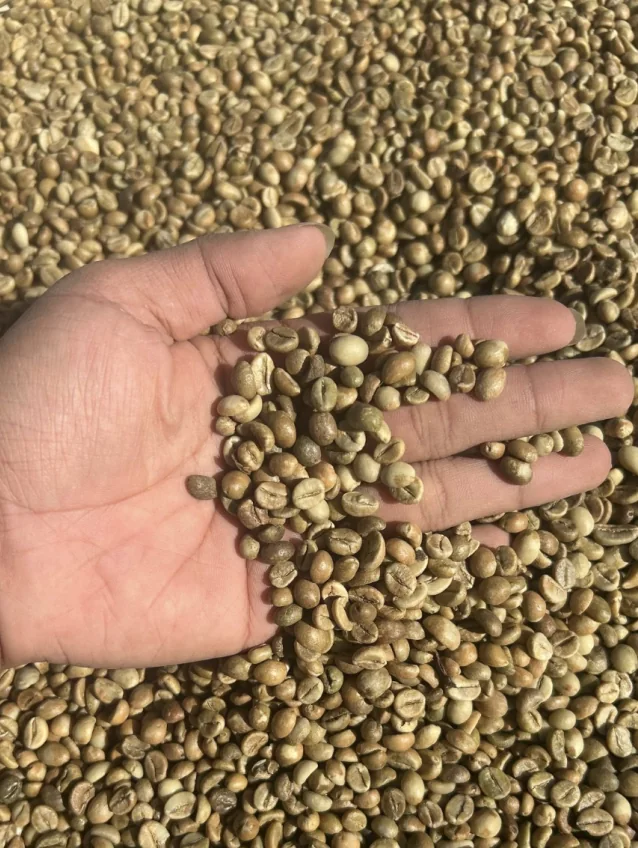 FINE ROBUSTA