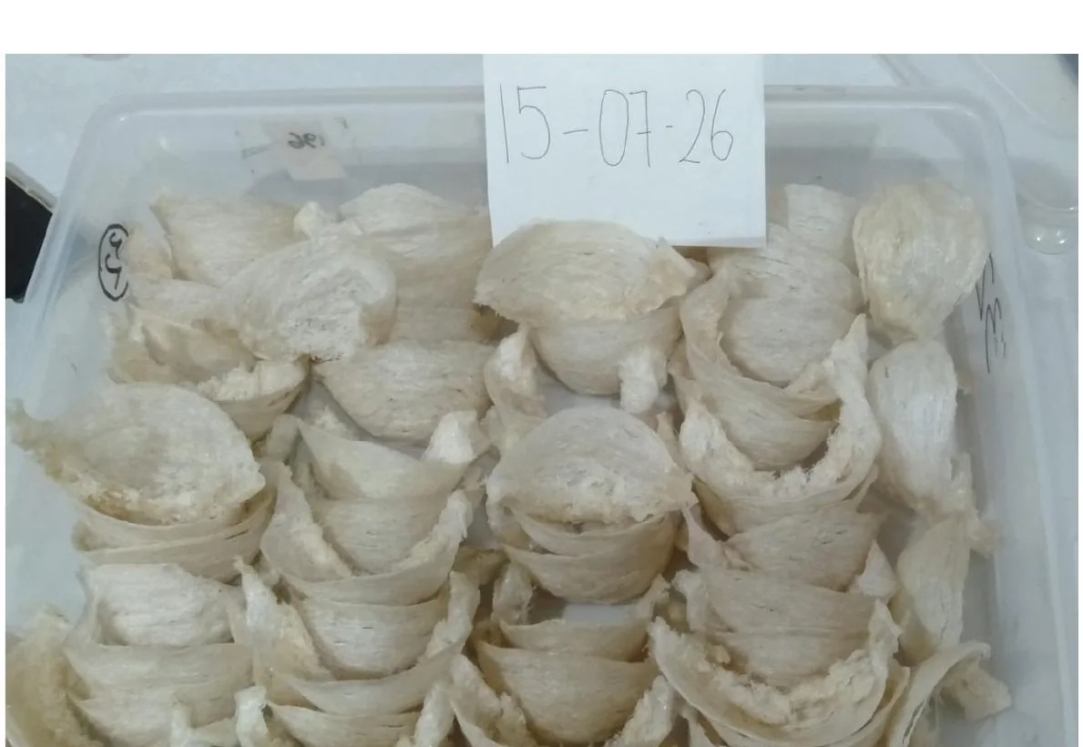 Bowl shape swiftlet nest